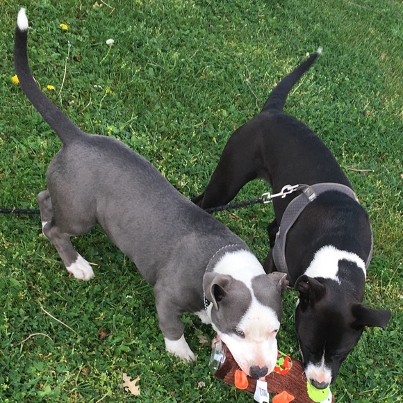 Meet your Posher, Marlo - Picture 2 of 5